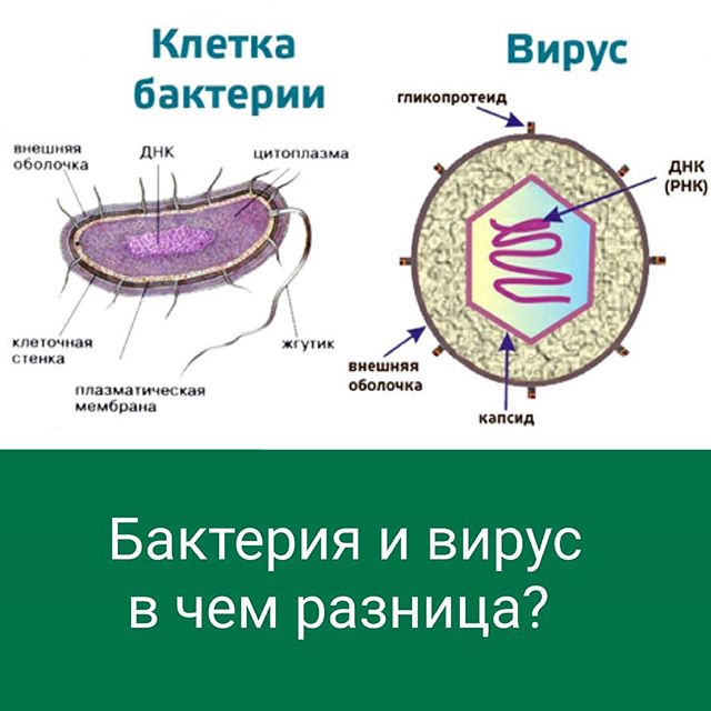 Сравнение бактерий и вирусов. Строение вирусов и бактерий. Строение клетки бактерии и вируса. Строение бактерии. Строение клетки вируса.
