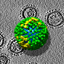 Influenza A virus particles