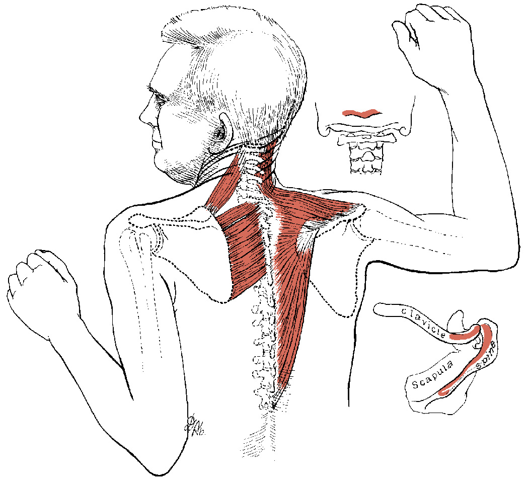 Болит плечо отдает в голову. Спазм трапециевидной мышцы. Спазм трапециевидной мышцы шеи. Расслабление трапециевидной мышцы. Спазмированная мышца шеи.