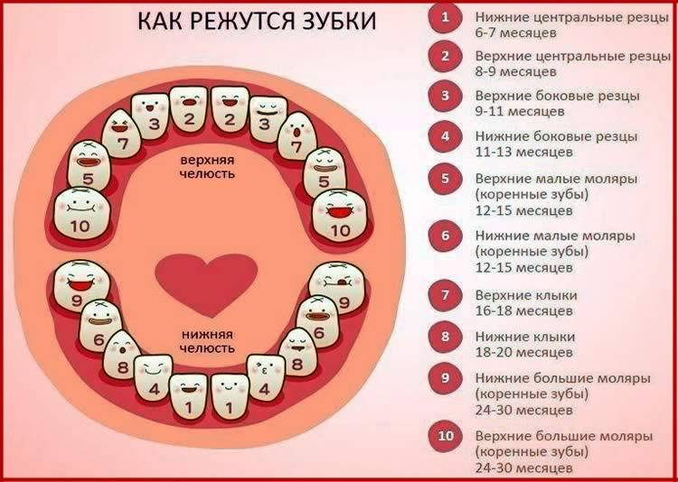 Таблица прорезывания зубов